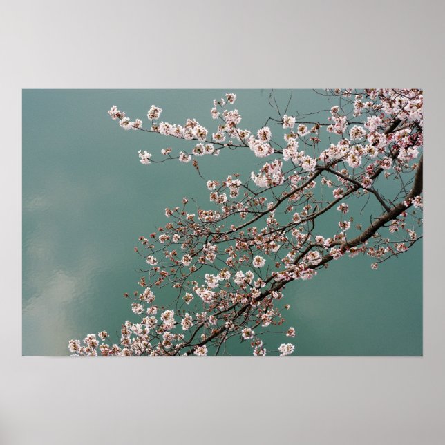 Hellrosa Kirschblüten auf türkischem Hintergrund Poster (Vorne)