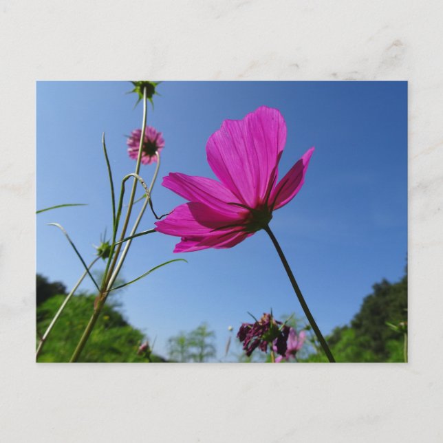 Hellrosa Kosmetik, Blue Sky DIY Postcard Postkarte (Vorderseite)