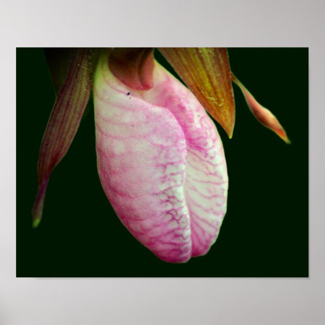 Hellrosa Lady Slipper Orchideen Blume Nah Poster (Vorne)