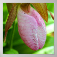Hellrosa Lady Slipper Orchideen Blume Nah
