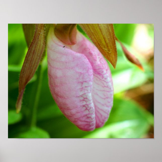 Hellrosa Lady Slipper Orchideen Blume Nah Poster (Vorne)