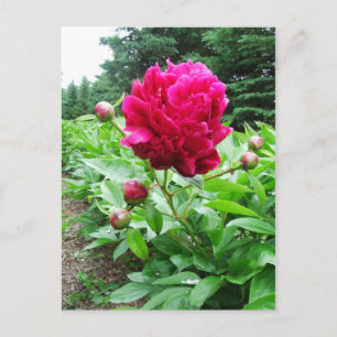 Hellrosa-Peony-Postkarte Postkarte