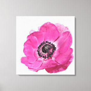 Hellrosa Poppy Blume Blumendesign Weiß Leinwanddruck