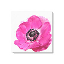 Hellrosa Poppy Blume Blumendesign Weiß
