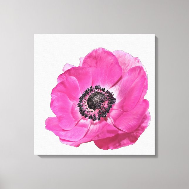 Hellrosa Poppy Blume Blumendesign Weiß Leinwanddruck (Vorderseite)