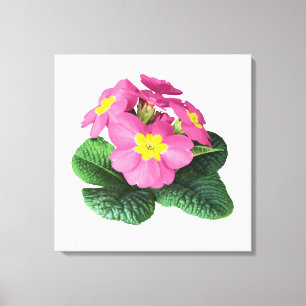 Hellrosa Primroses Leinwanddruck