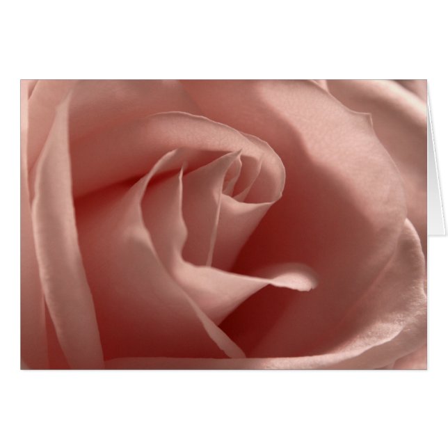 Hellrosa-Rose (Vorderseite (Horizontal))