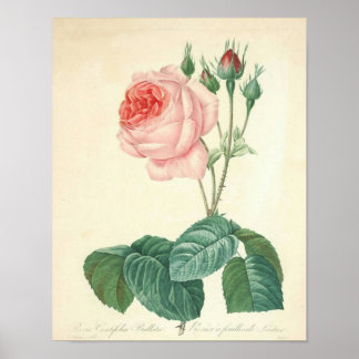 Hellrosa Rose von Redoute Poster