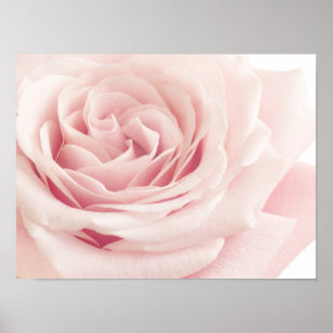 Hellrosa Rosen-Blume - Rosen-Blumen mit Blumen Poster