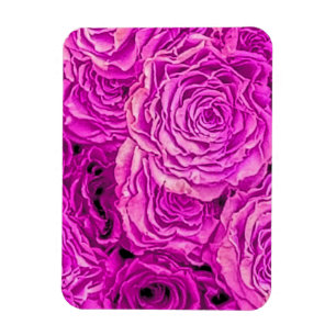 Hellrosa Rosen Magnet