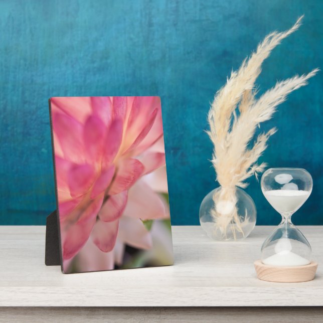 Hellrosa Strawblume Fotoplatte (Seite)