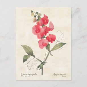 Hellrosa Sweet Pea Vintag botanisch Postkarte
