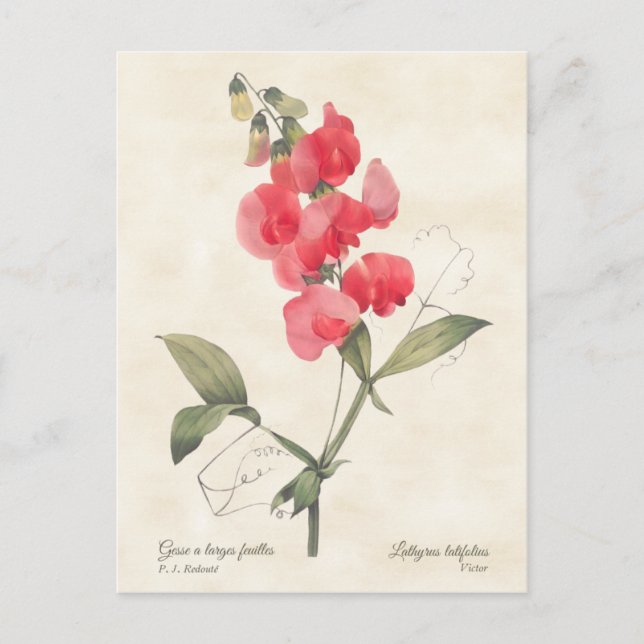 Hellrosa Sweet Pea Vintag botanisch Postkarte (Vorderseite)