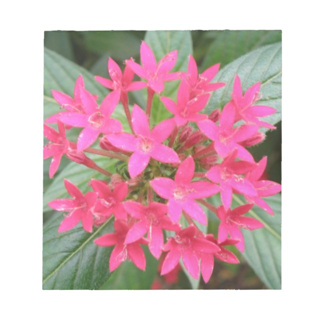 Hellrosa tropische Blume Notepad Notizblock (Vorderseite)