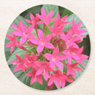 Hellrosa tropische Blume Papier Untersetzer