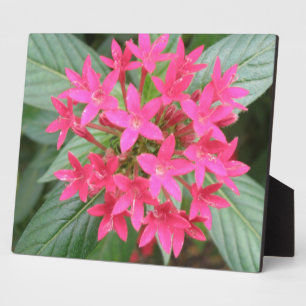 Hellrosa tropische Blume Plaque Fotoplatte