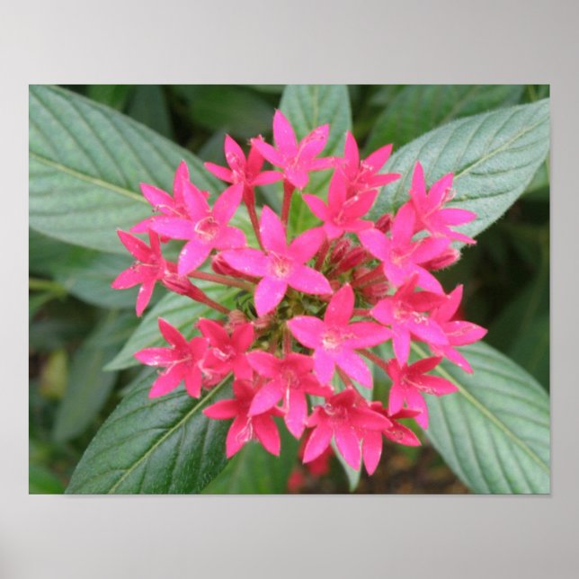 Hellrosa tropische Blume Poster (Vorne)