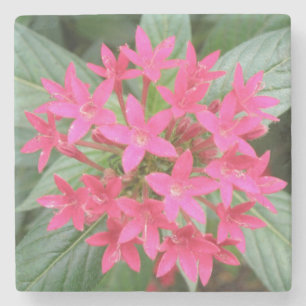 Hellrosa Tropische Blume Stone Untersetzer