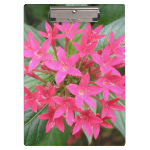 Hellrosa tropische Blume Zwischenablage Klemmbrett