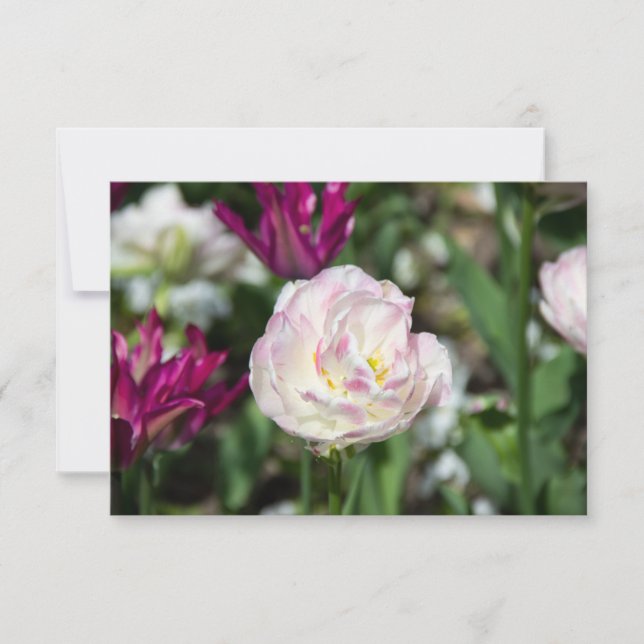 Hellrosa Tulpen an einem sonnigen Tag (Vorderseite)