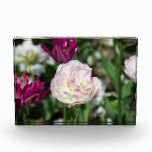 Hellrosa Tulpen an einem sonnigen Tag