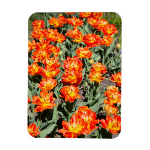 Hellrosa Tulpen Magnet