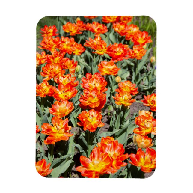Hellrosa Tulpen Magnet (Vertikal)