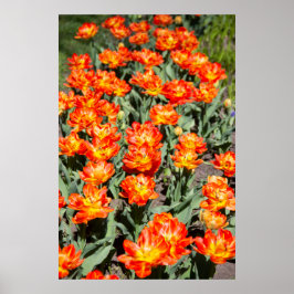 Hellrosa Tulpen Poster