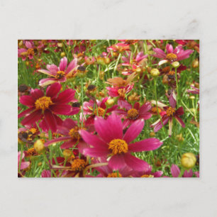 Hellrosa und gelbe Daisy-Blume Postkarte