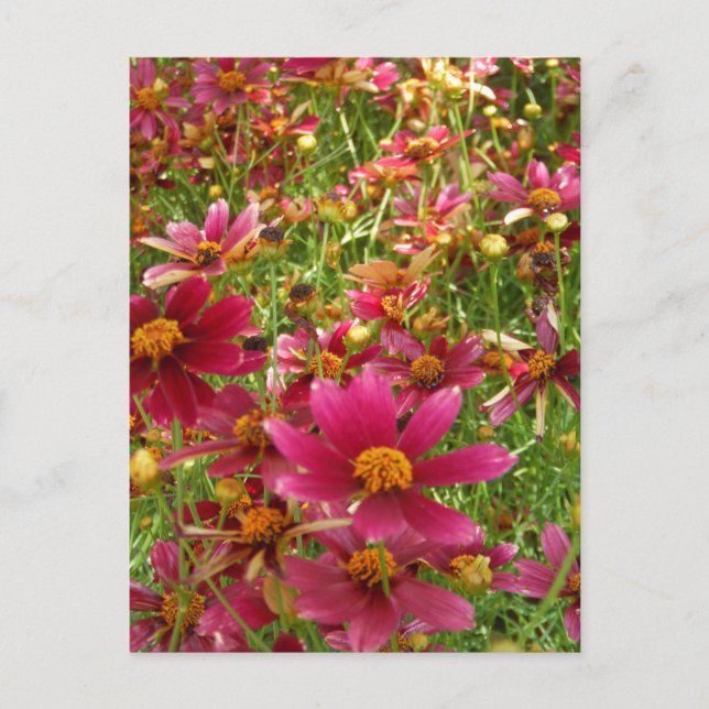Hellrosa und gelbe Daisy-Blume Postkarte (Vorderseite)
