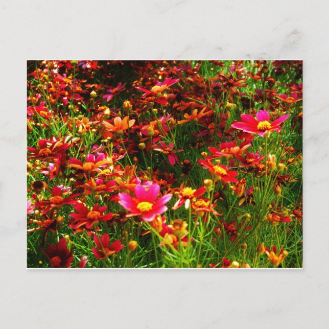 Hellrosa und gelbe Daisy Wilde Blume Postkarte (Vorderseite)