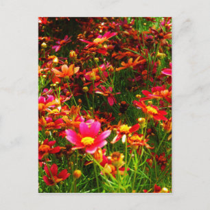 Hellrosa und gelbe Daisy Wilde Blume Postkarte