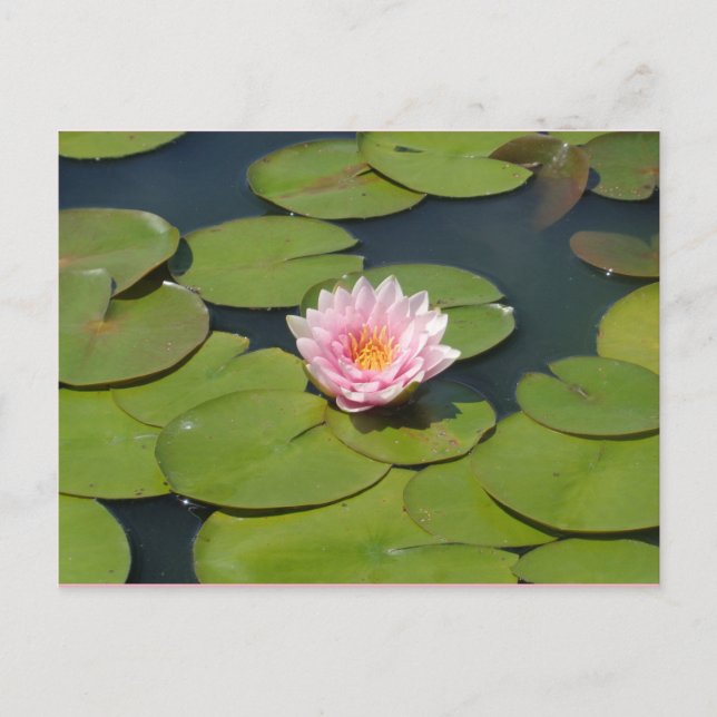 Hellrosa und gelbe Postkarte (Vorderseite)