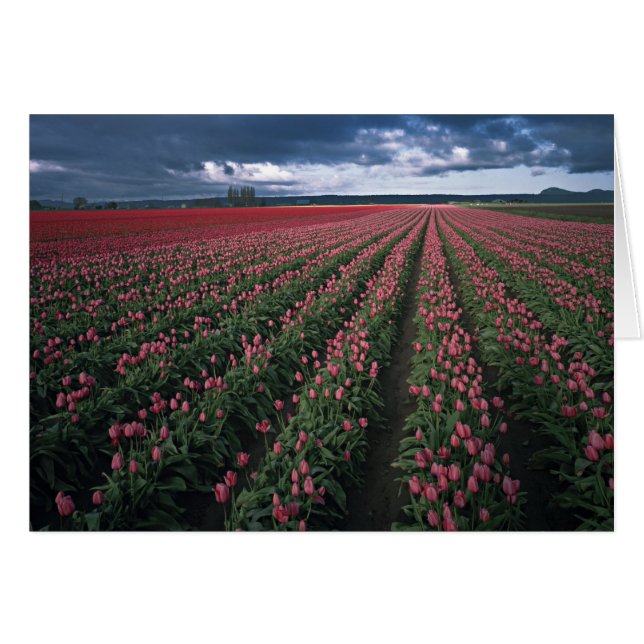 Hellrosa und rote Tulpen leuchten unter dunkler Fa (Vorderseite (Horizontal))