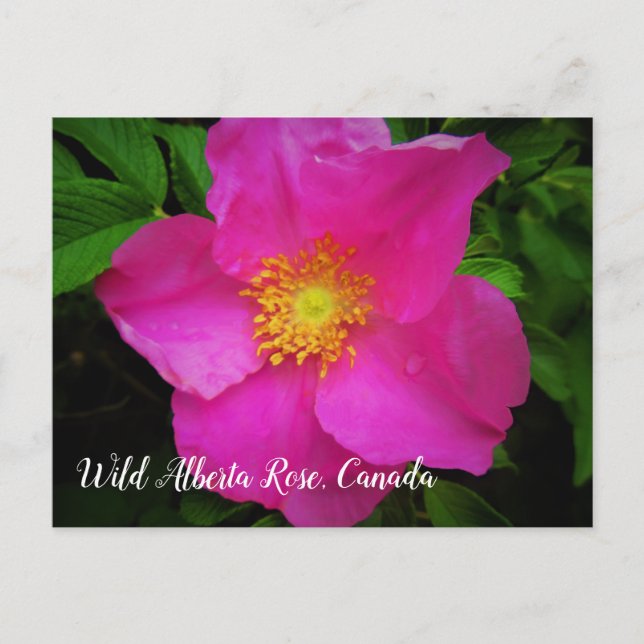 Hellrosa Wild-Alberta-Rose Kanada Benutzerdefinier Postkarte (Vorderseite)