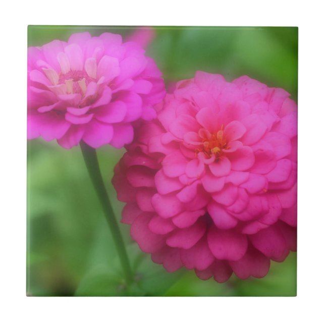 Hellrosa Zinnia-Blume Fliese (Vorderseite)