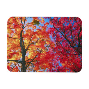 Hellrot, orange und gelb Verlass Herbst Magnet