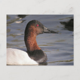 Hellrote Augen der Kanvasbackenente Postkarte