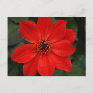 Hellrote Blume Postkarte