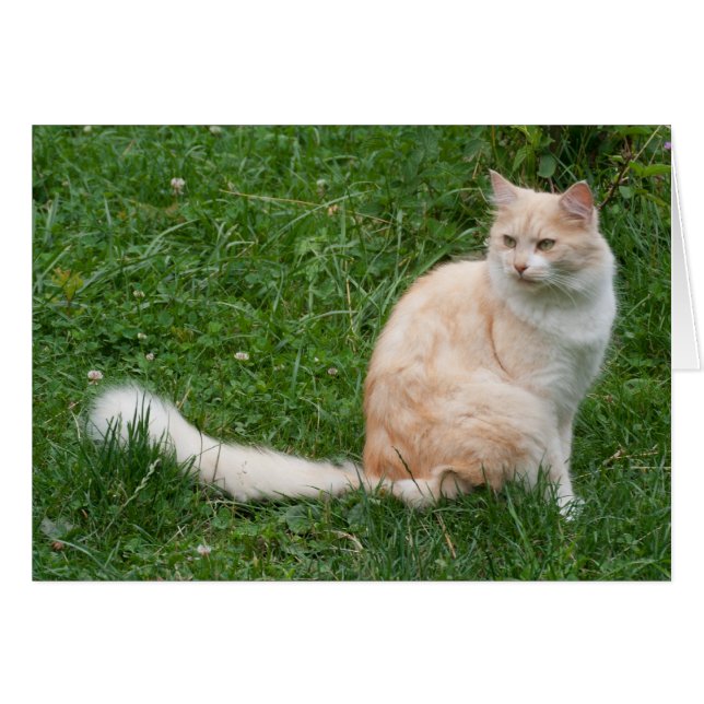 Hellrote Schönheit (Vorderseite (Horizontal))