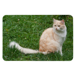 Hellrote Schönheit Magnet