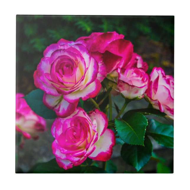 Hellrote und weiße Rose Fliese (Vorderseite)