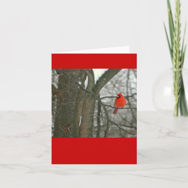 Hellroter Kardinal auf Baumzweig (Foto) Karte (Vorderseite)