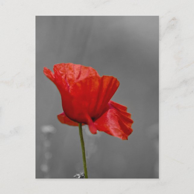 Hellroter Mohn auf grauem Untergrund Postkarte (Vorderseite)