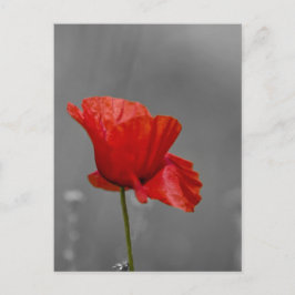 Hellroter Mohn auf grauem Untergrund Postkarte