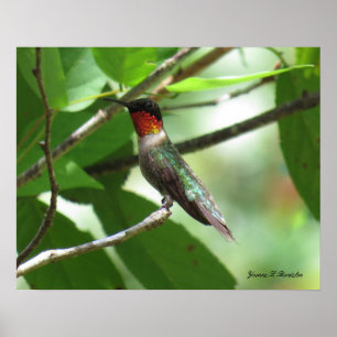 Hellroter Ruby-Throat Hummingbird Poster