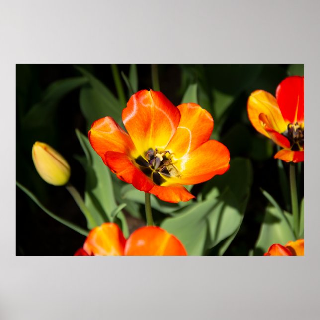 Hellrotes Foto Poster (Vorne)