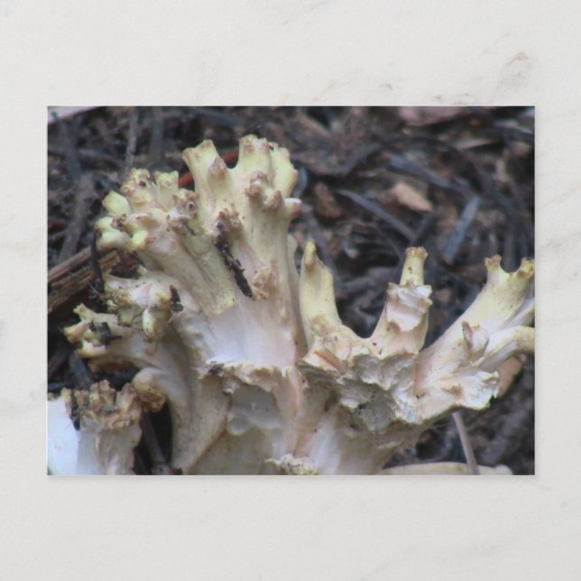 Hells Canyon Idaho Flora Fungi Lichen Mosses Postkarte (Vorderseite)