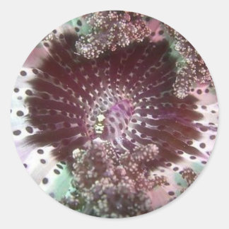 Hellsfire Anemone Runder Aufkleber