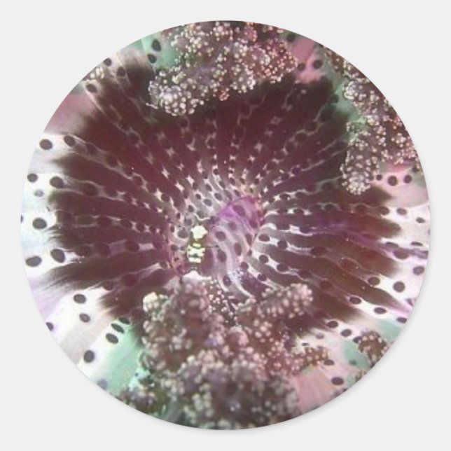 Hellsfire Anemone Runder Aufkleber (Vorderseite)